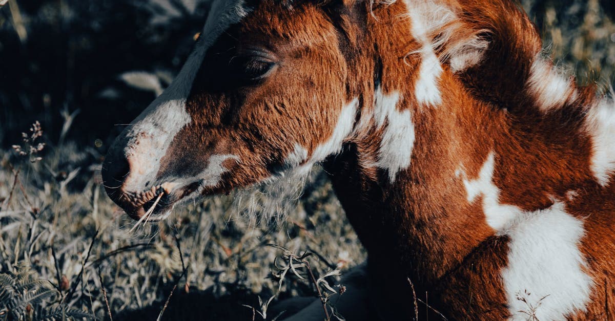 Cover Image for Transform Your Look: The Ultimate Guide to Hair Patching Techniques